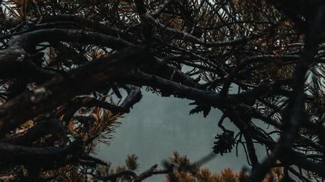 Wallpaper branches, tree, fog, needles hd, picture, image