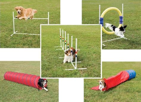 Image result for Agility Training for Dogs