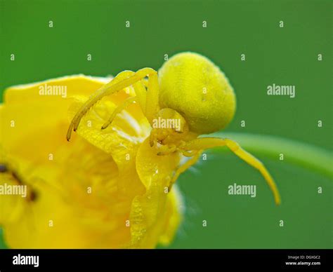 Goldenrod Crab spider (Misumena vatia) on a yellow flower Stock Photo ...