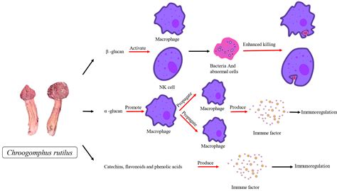 Insights into the Chemical Compositions and Health Promoting Effects of ...