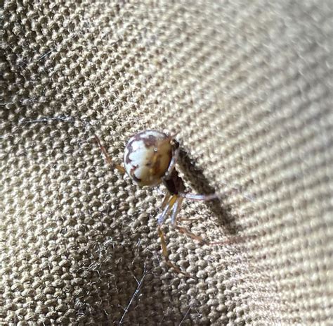 Steatoda triangulosa? : r/whatsthisbug