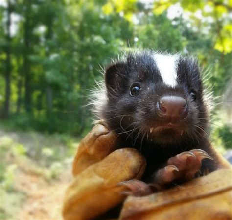 Love is in the Air: Skunk Mating Season is Here! | Wildlife Center of ...