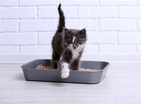 Scented vs. Unscented Cat Litter: What Research Says