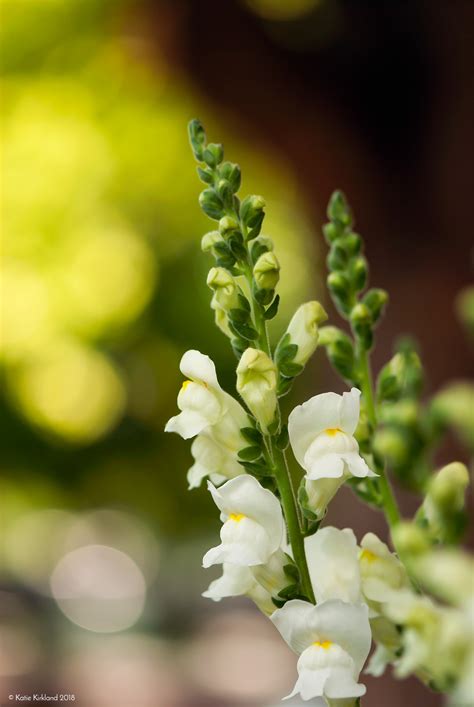 White Snapdragon Flowers on Behance