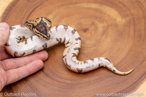 Image result for Za Reptiles Ball Python