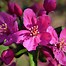 Image result for Prairie Fire Crabapple Tree Facts