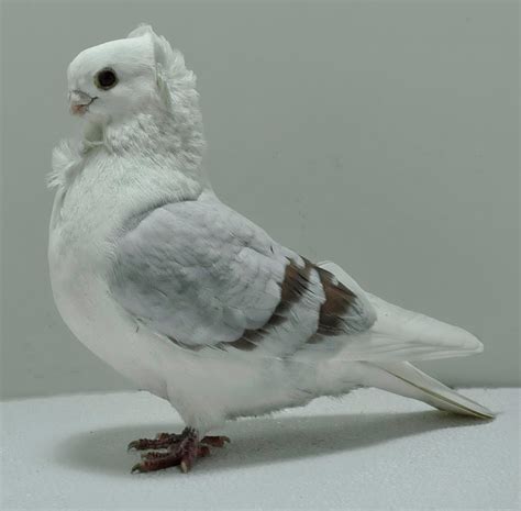 [비둘기 품종] 관상용 비둘기 종류 1 (Fancy pigeon) : 네이버 블로그