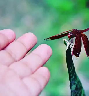 Entomology Course Online Tuition Classes || SSSi