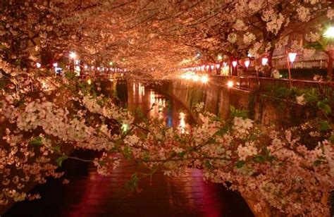 Japan in May 2026: Weather, Temperature and Things to Do