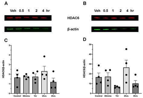 Ethanol Administration in Mice Leads to Sex-Specific Changes in the ...