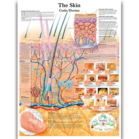 Buy Skin Science Anatomy Posters for Walls Medical Nursing Students ...