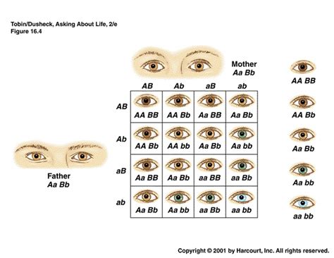 Eye Color Chart For Genetics at Julia Alvarado blog