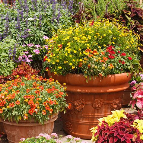Heat Loving Plants For Pots