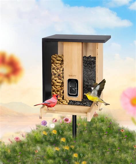 How Do Birds Mate - Birds Mating Behaviors – Birdfy