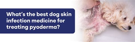 Dog Skin Infection Medicine: What Works (Vet Guide) – K9 Vitality