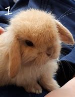 Image result for Baby Mini Lop Bunnies