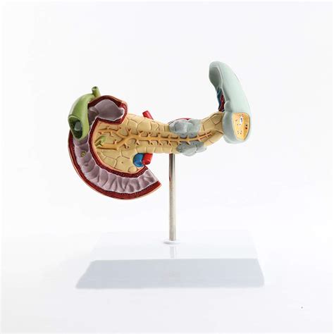 Buy FGA Educational Model Digestive System Anatomical Model Pancreatic ...