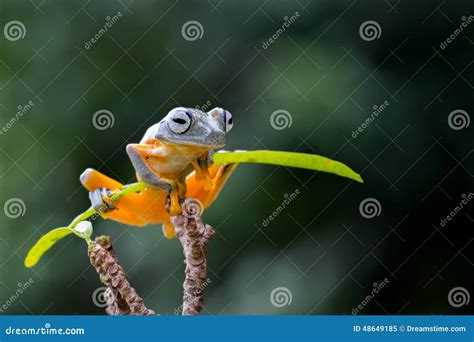 Image result for Yellow Tree Frog