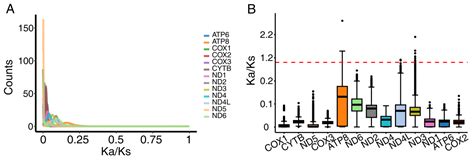 Mitochondrial Genomes of the Robberflies Clephydroneura jiangxiensis ...