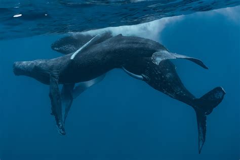 An observation of sexual behavior between two male humpback whales - Stack - 2024 - Marine ...