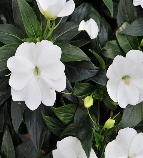 Impatiens - White | TheGreenyard.in