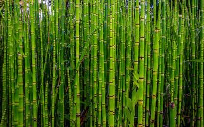 Nature Wall Poster Sticker|Sugarcane Fields Poster|Interior wall Poster ...