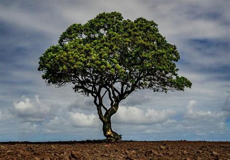 Most Beautiful Scenery of Nature 的图像结果