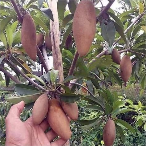 Greenery Nursery Thai Kalapatti Chiku Grafted Plant & Tree Original ...