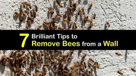 Eliminating Bees Inside - Tips for Removing Bees in the Walls