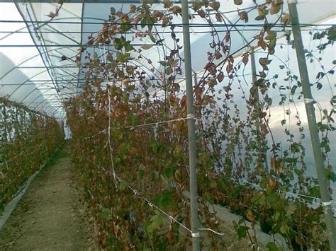 Topraksız Tarım-Saksıda Franbuaz-Böğürtlen-Ahududu Yetiştiriciliği ...