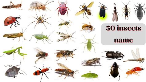 How Insects Fly 的图像结果