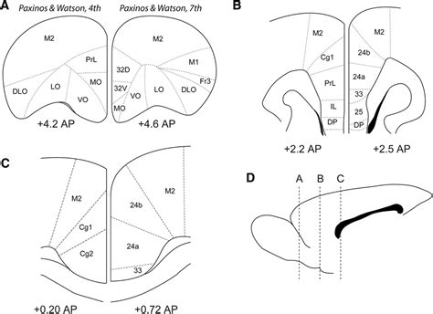 Image result for Prefrontal Cortex Mouse Brain
