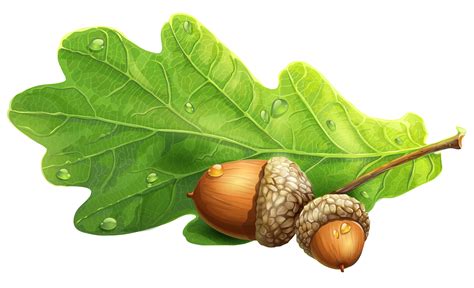 Free Acorns Cliparts, Download Free Acorns Cliparts png images, Free ...