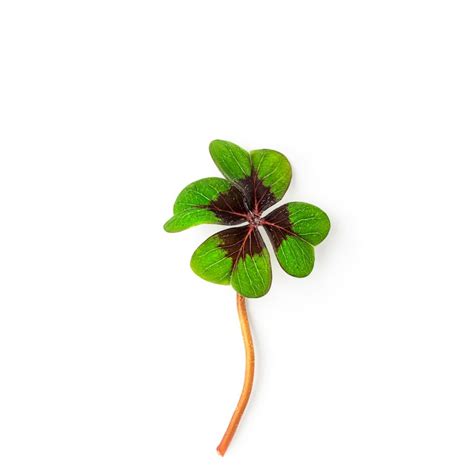 Clover plant png Photos - Download Free High-Quality Pictures | Freepik