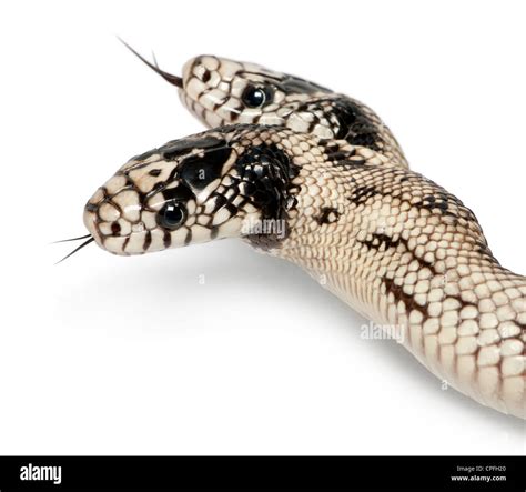 Two headed snake hi-res stock photography and images - Alamy