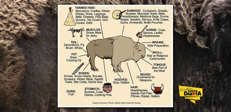 Buffalo: The Keystone of Native American Life on the Great Plains