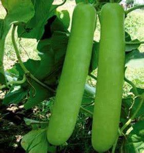MKR Enteprises Bottle Gourd Seed Price in India - Buy MKR Enteprises ...