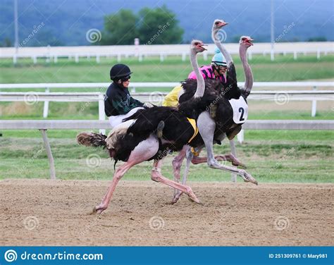 Ostriches Racing