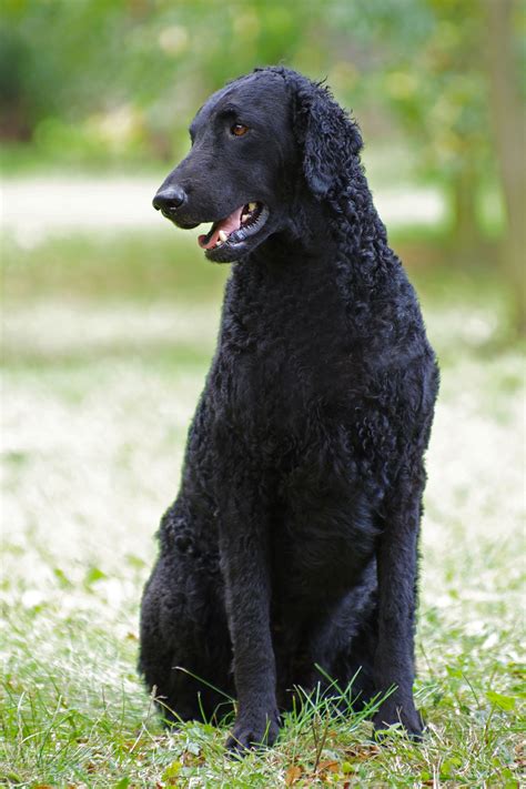 Curly Coated Retriever Puppy Dogs - Animals I Love
