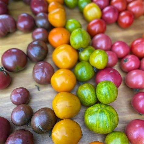 TOMATO Party at the Watauga County Farmers Market, Daniel Boone Park ...
