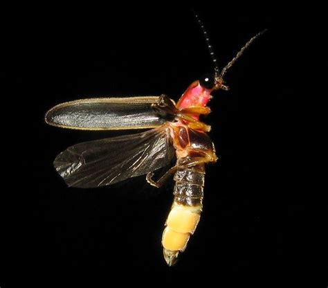 firefly head - Google Search | Insects, Bioluminescent animals, Firefly
