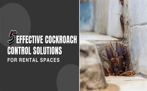 Cockroach Infestation Solutions 的图像结果