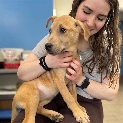 Windham County Humane Society - Brattleboro, VT