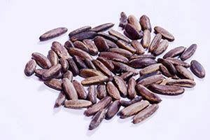 RK Seeds RK Seeds -Gulmohar Seeds -Ornamental tree seeds -Avenue Tree ...