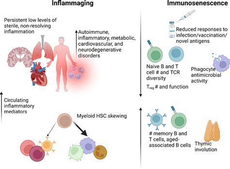 A gut‐centric view of aging: Do intestinal epithelial cells contribute to age‐associated ...