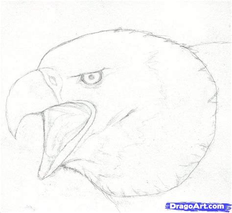 Eagle Draw How Bald 的图像结果