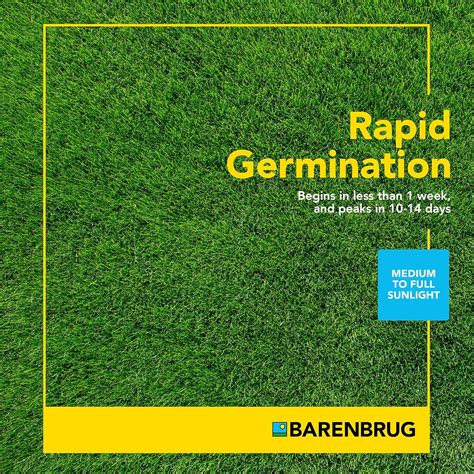 Barenbrug Turf Star Regenerating Perennial Ryegrass India | Ubuy