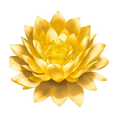 Golden Petal Flower PNGs for Free Download