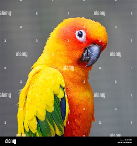 Yellow Parrot