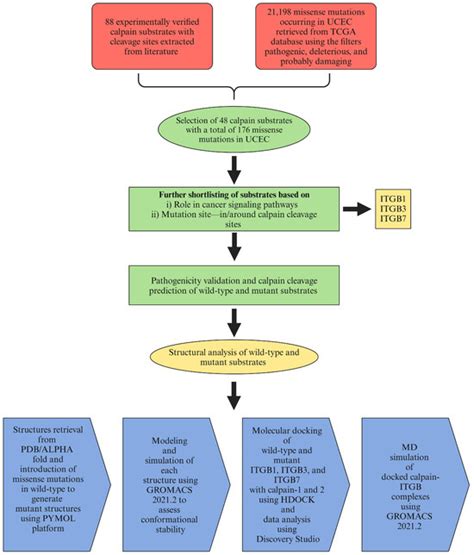 Repercussions of the Calpain Cleavage-Related Missense Mutations in the ...